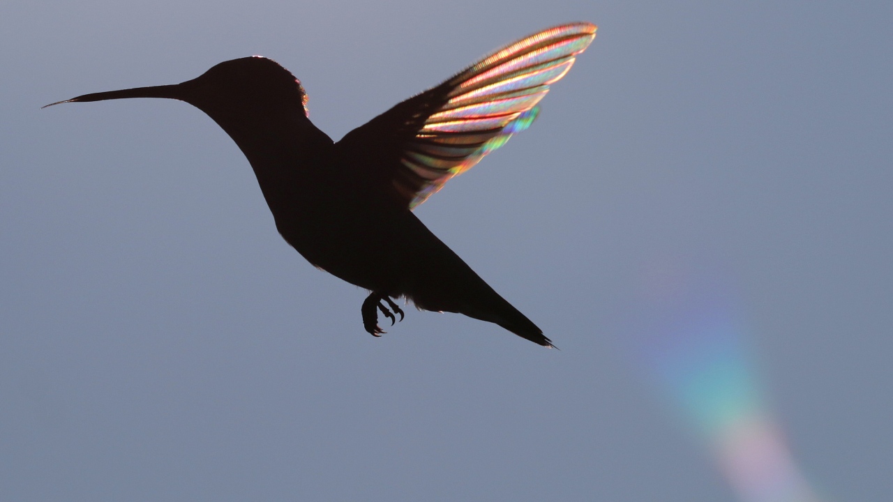 El significado de ver un colibrí en tu casa