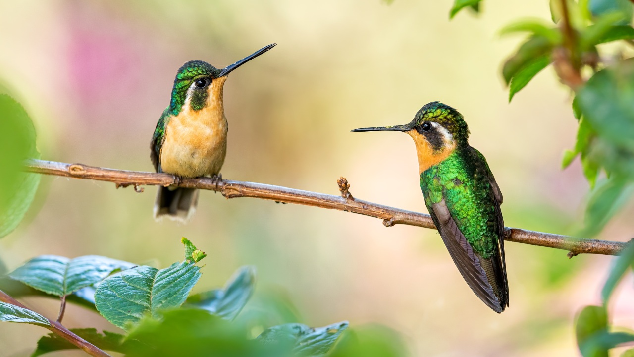 El significado de ver un colibrí en tu casa