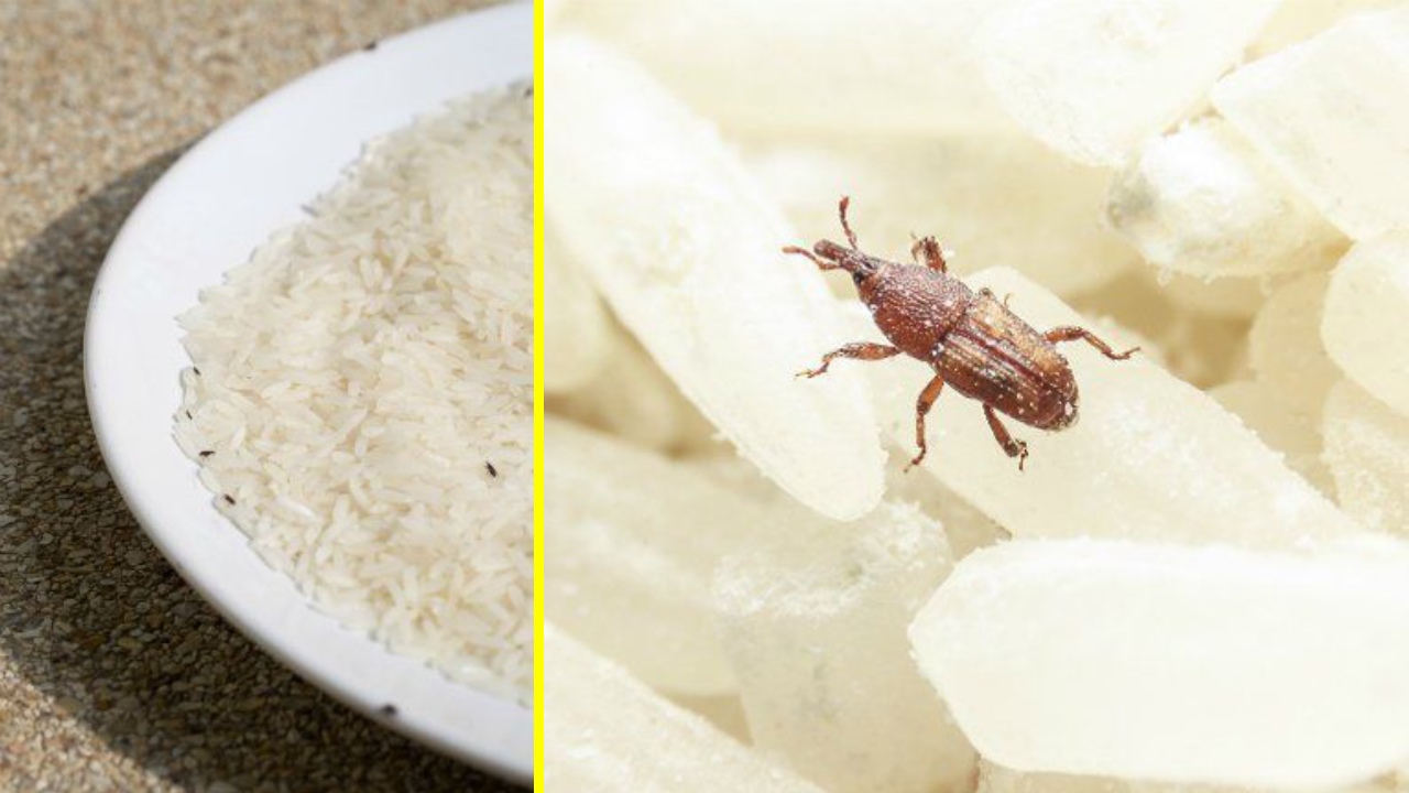 Eliminar a los gorgojos de tu cocina