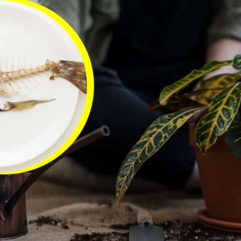 Fertilizante de pescado para plantas