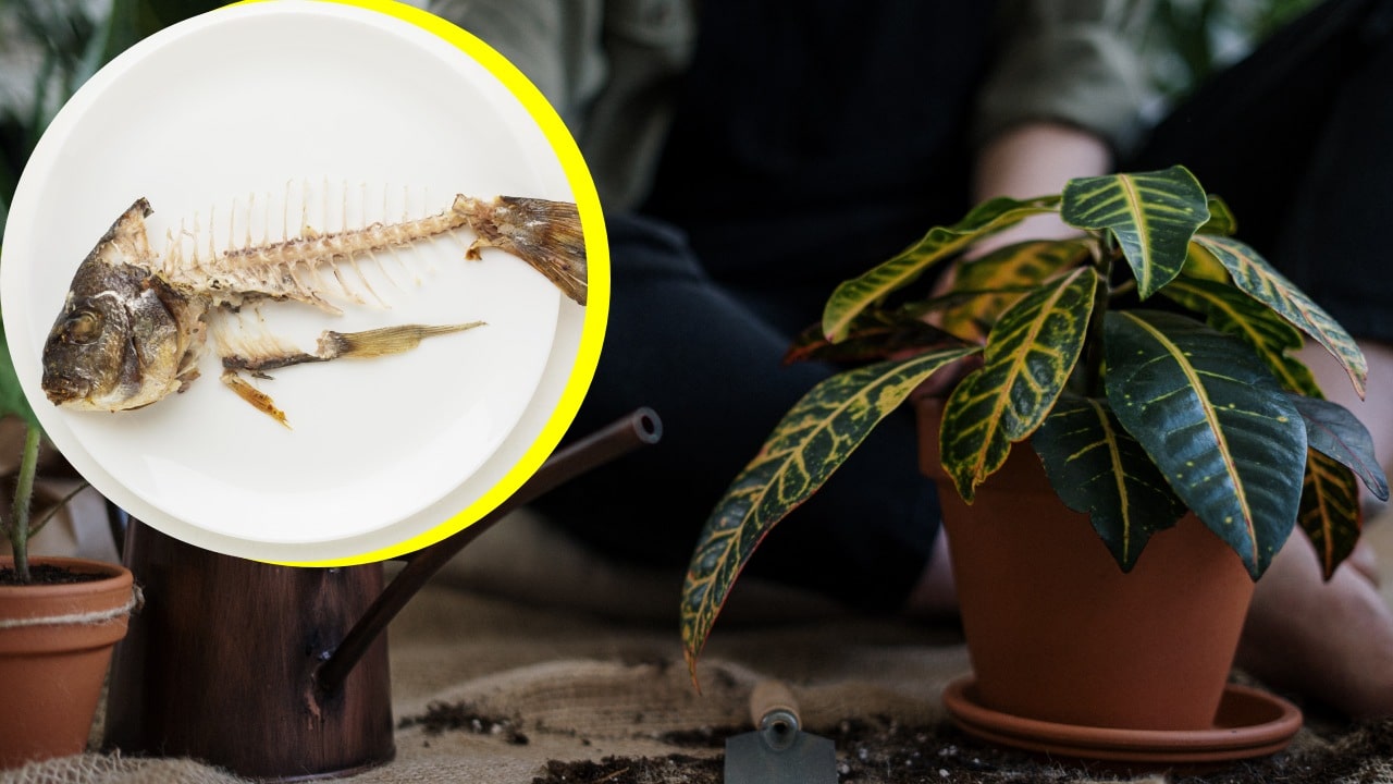 Fertilizante de pescado para plantas