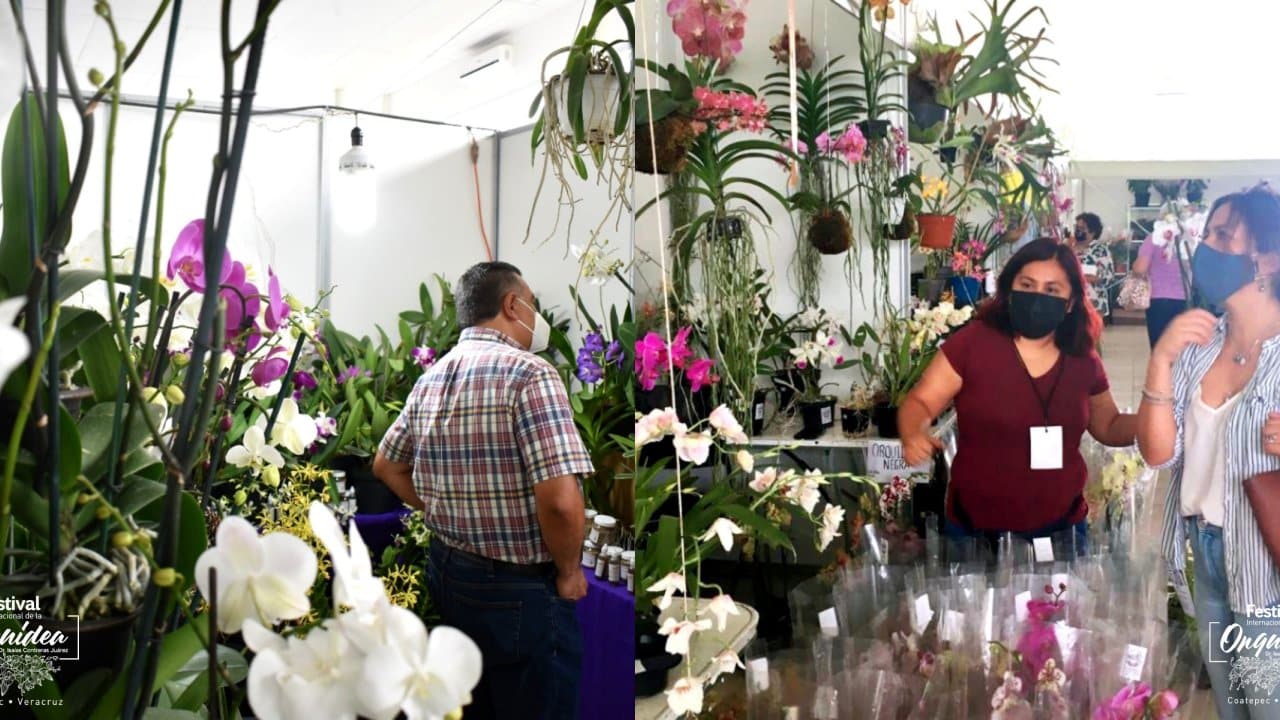Festival Internacional de la Orquídea 2023