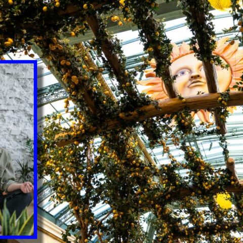 mejores plantas trepadoras y enredaderas