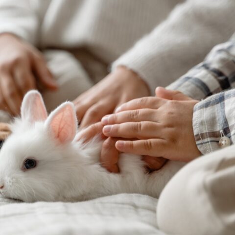 Los conejos se bañan y cómo hacerlo en casa