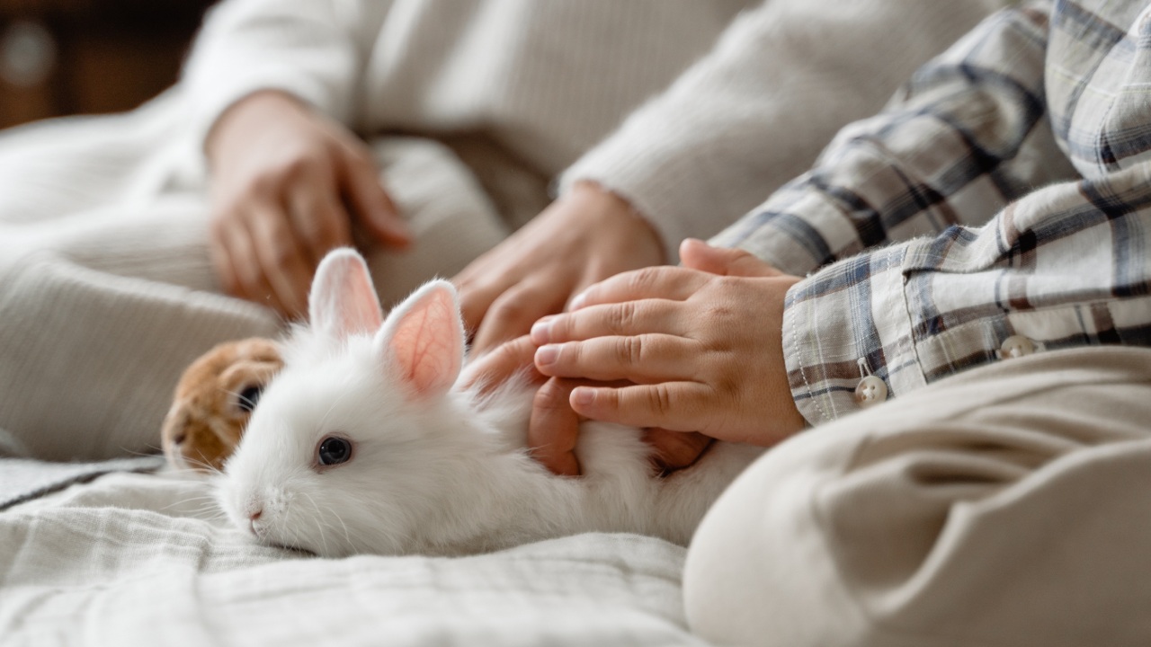 Los conejos se bañan y cómo hacerlo en casa