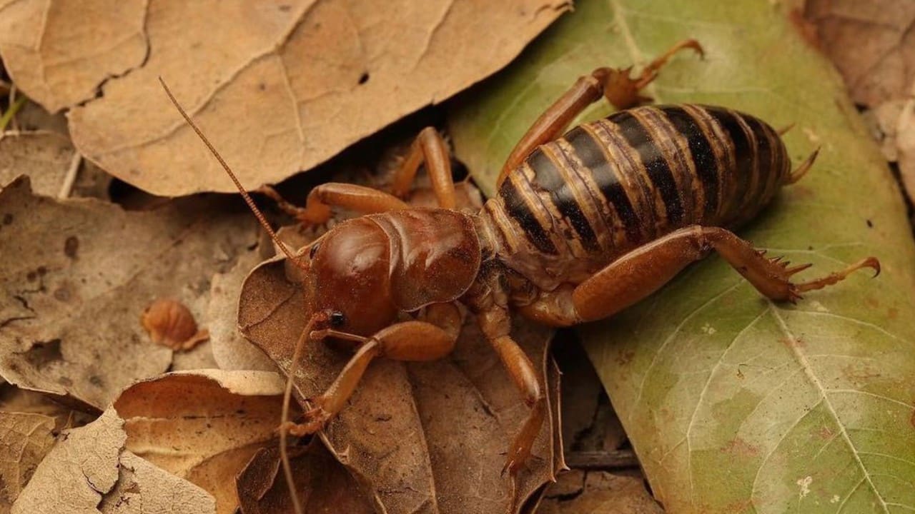 Nunca mates a los insectos cara de niño