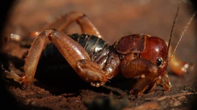 » Nunca mates a los insectos cara de niño si los encuentras en casa ...