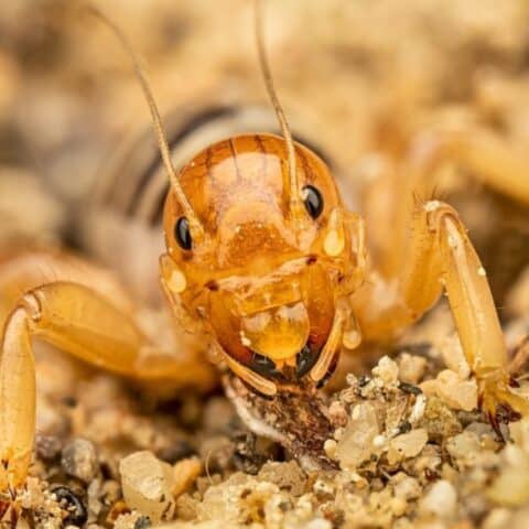 Nunca mates a los insectos cara de niño