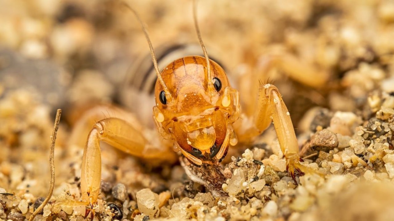 Nunca mates a los insectos cara de niño