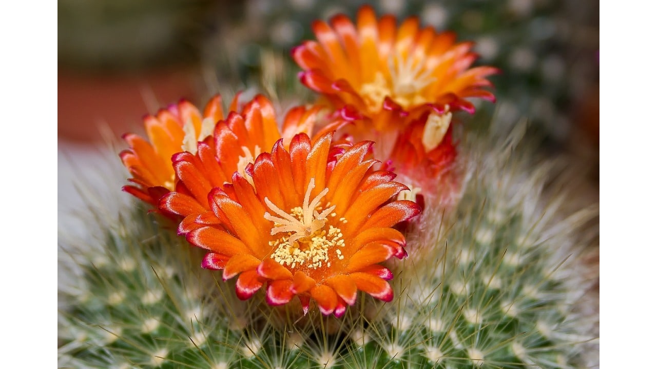 Tips para que los cactus den flores