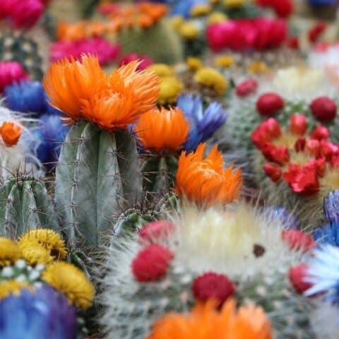 Tips para que los cactus den flores