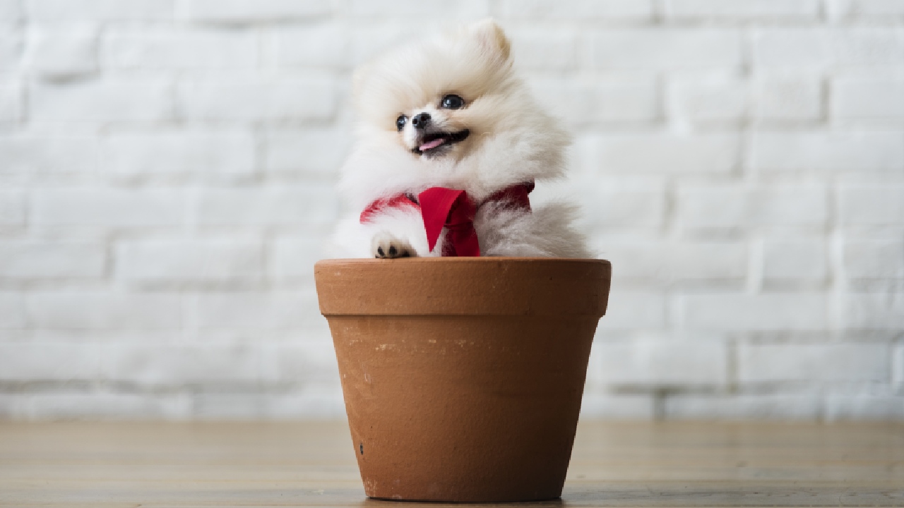 Razas de perros pequeños si vives en departamento