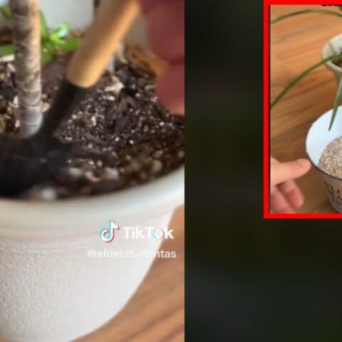 abono casero en polvo