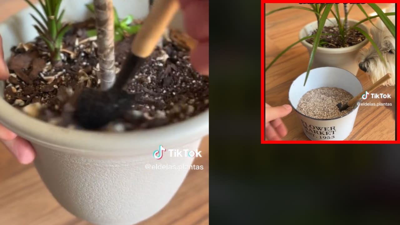 abono casero en polvo