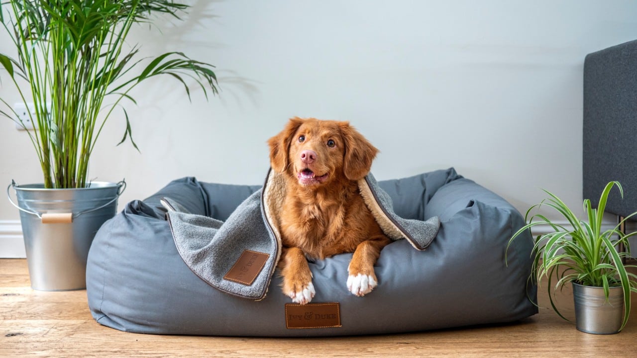 Señales de que debes cambiar la cama de tu perro