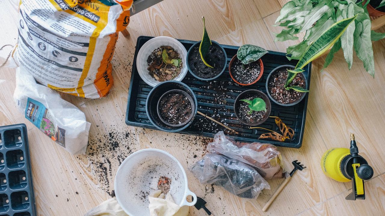Trucos con cartón para cuidar tus plantas