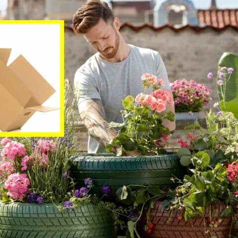 Trucos con cartón para cuidar tus plantas