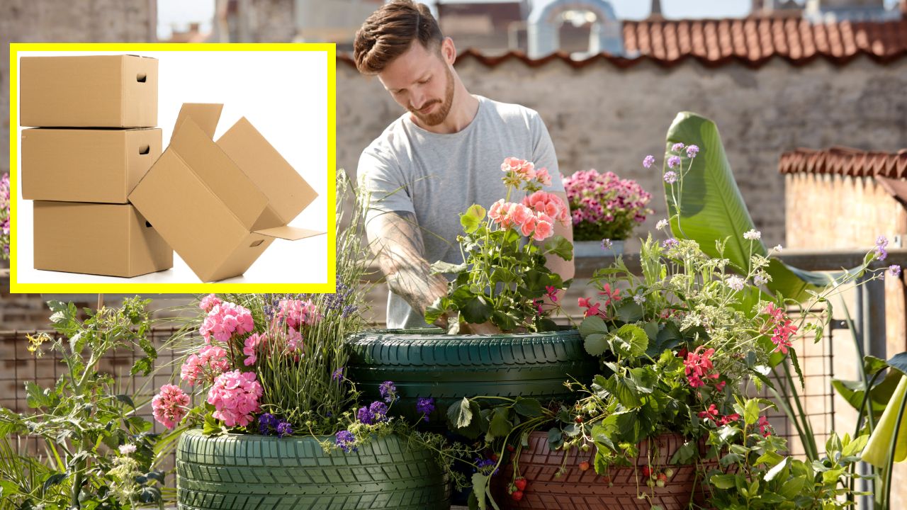 Trucos con cartón para cuidar tus plantas