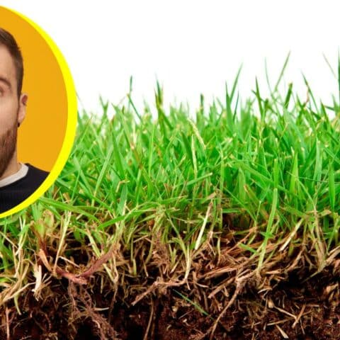 Cómo poner el pasto verde en una semana