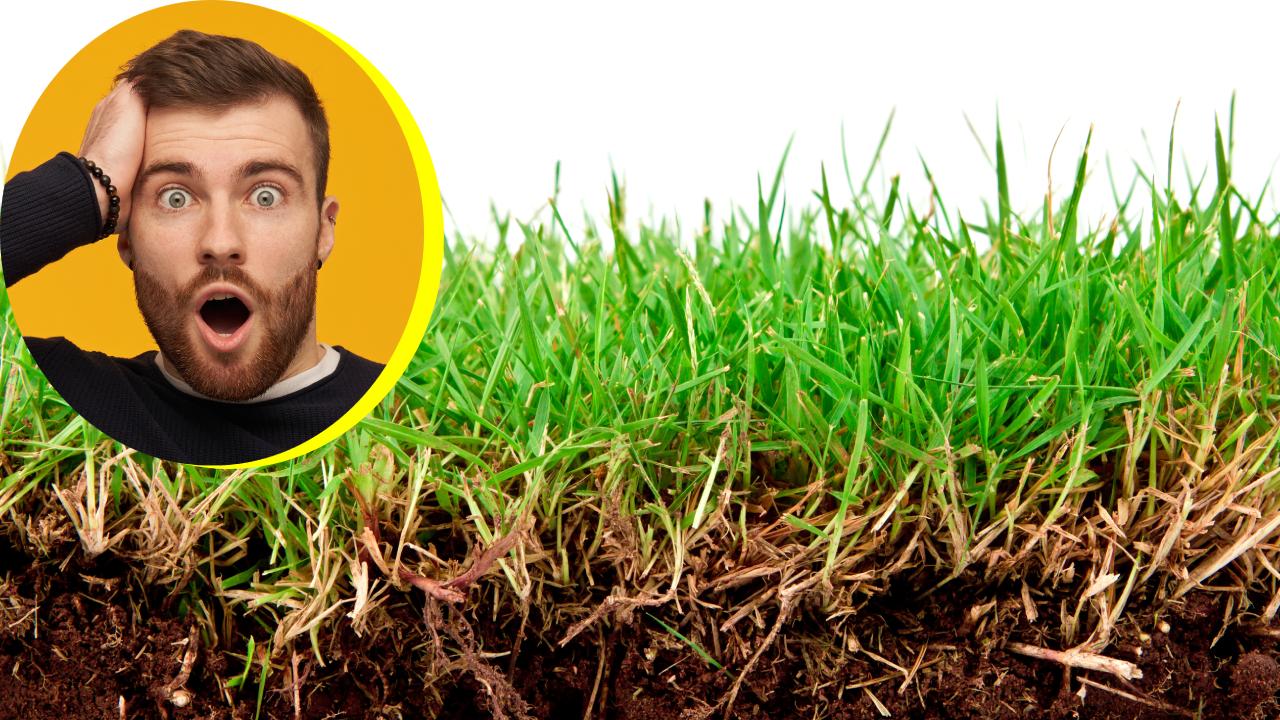 Cómo poner el pasto verde en una semana