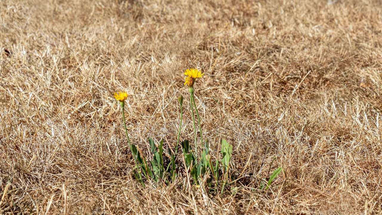 Cómo poner el pasto verde en una semana