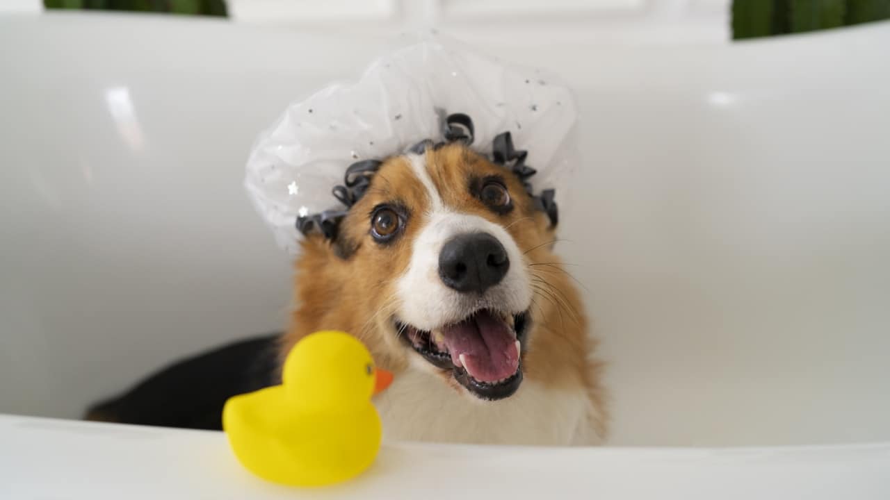 Perros se vuelven locos después de bañarlos
