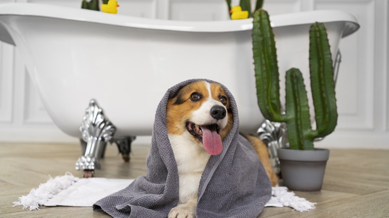 Perros se vuelven locos después de bañarlos