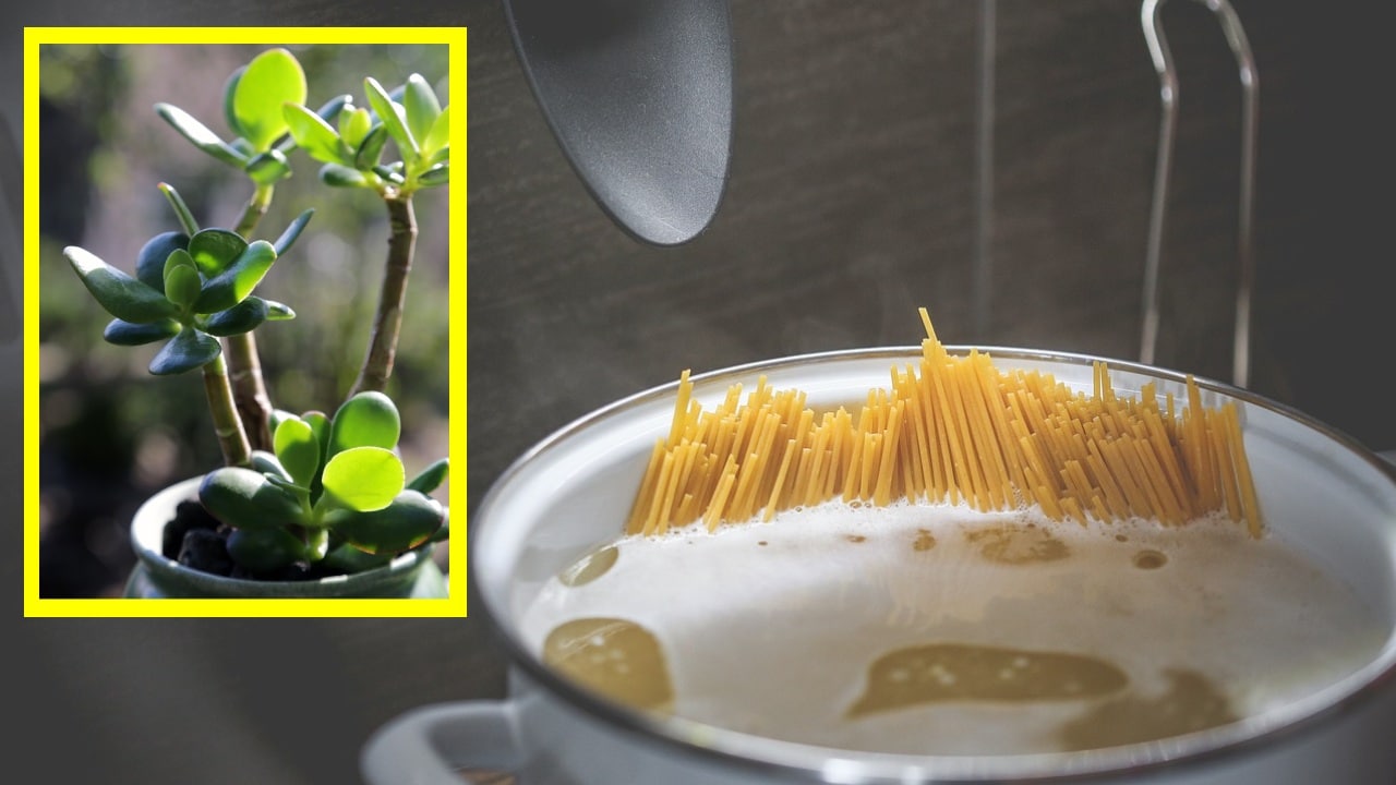 Fertilizante de pasta para plantas