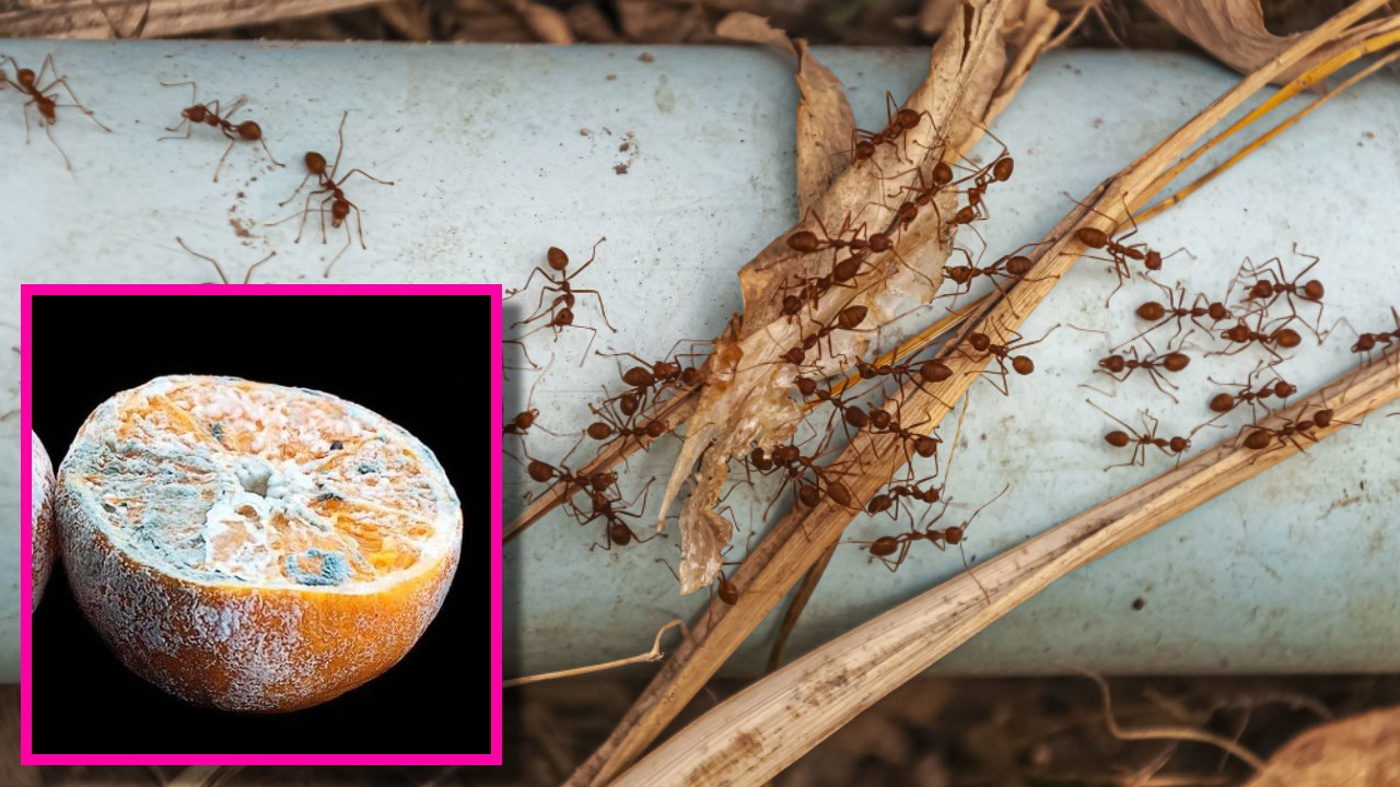 acabar con la plaga de hormigas