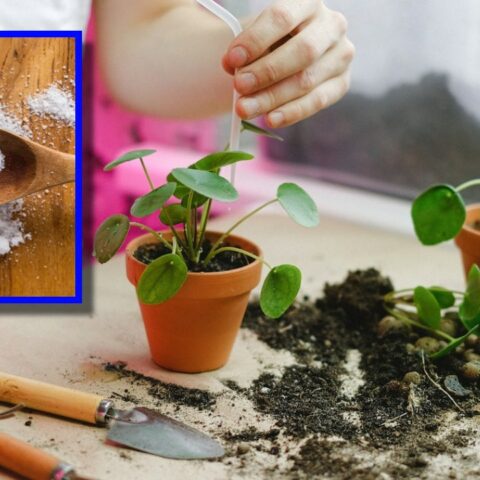 bicarbonato es el ingrediente favorito de los jardineros