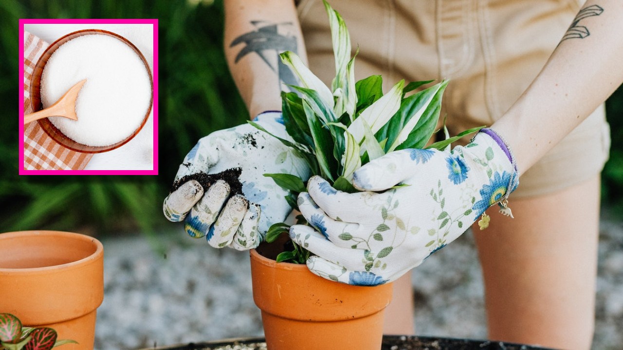 usos del bicarbonato en el jardín