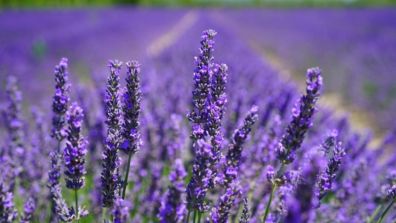cuidar la lavanda en primavera