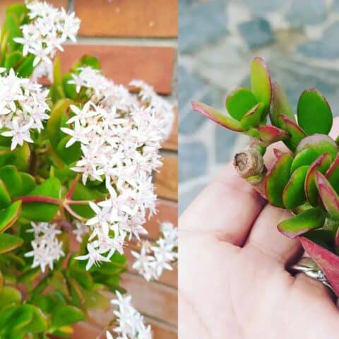 Cómo reproducir un árbol de jade