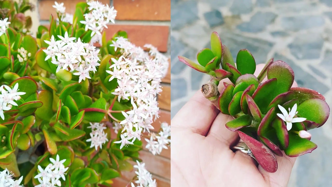 Cómo reproducir un árbol de jade