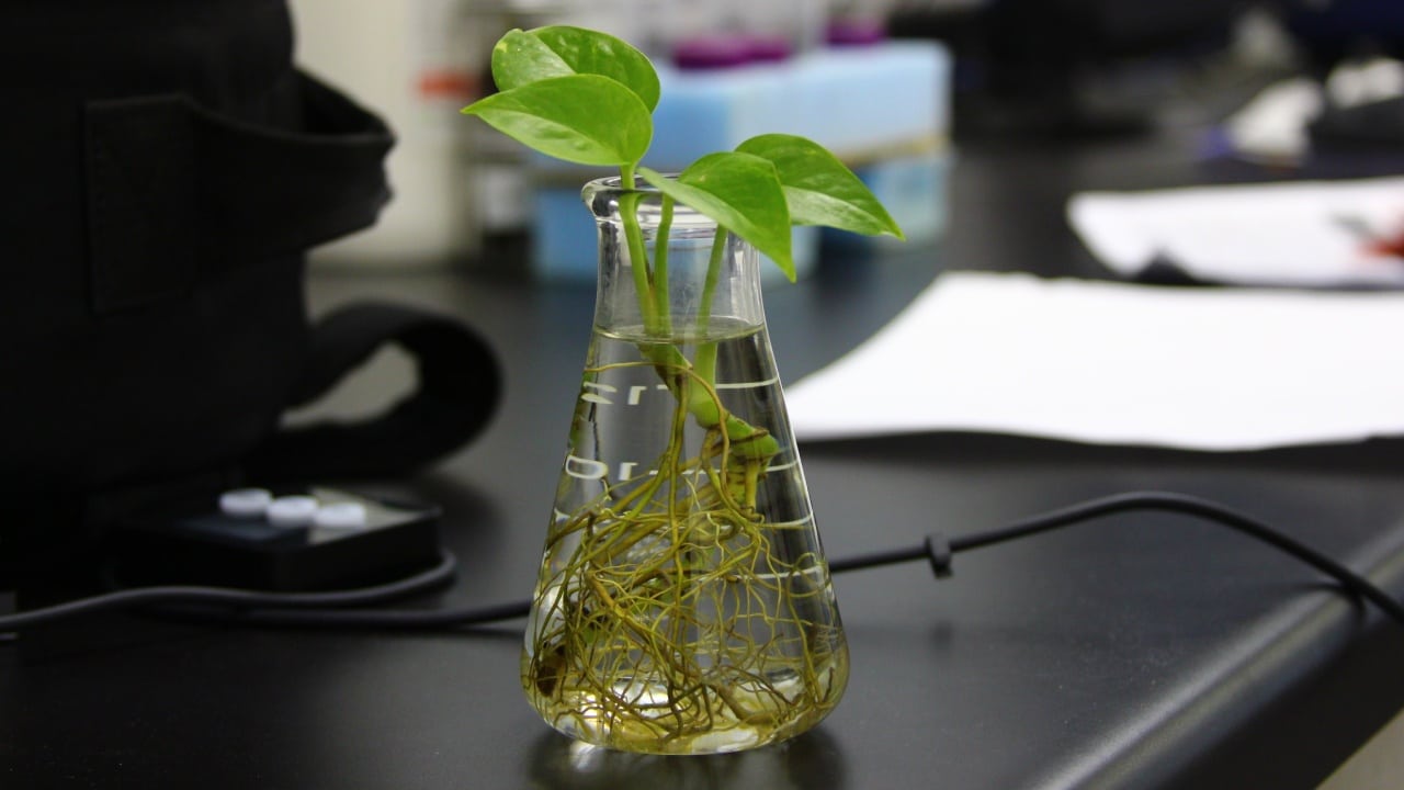 limpiar las raíces de tus plantas en agua