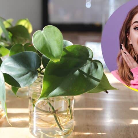 limpiar las raíces de tus plantas en agua