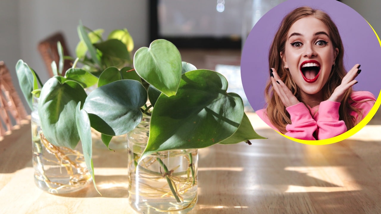 limpiar las raíces de tus plantas en agua