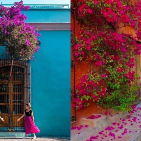 bugambilias para que florezcan