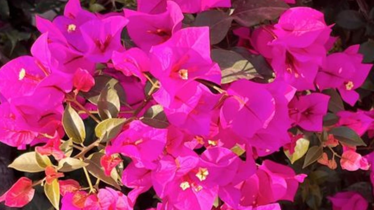 cómo hacer florecer las bugambilias