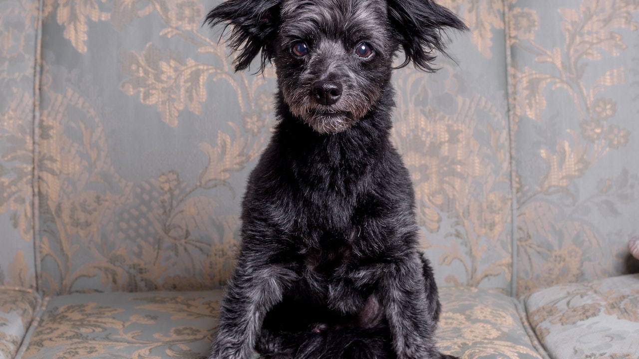 comezón en los perros