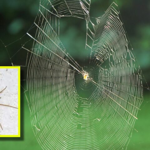 Repelentes naturales para ahuyentar a la araña violinista
