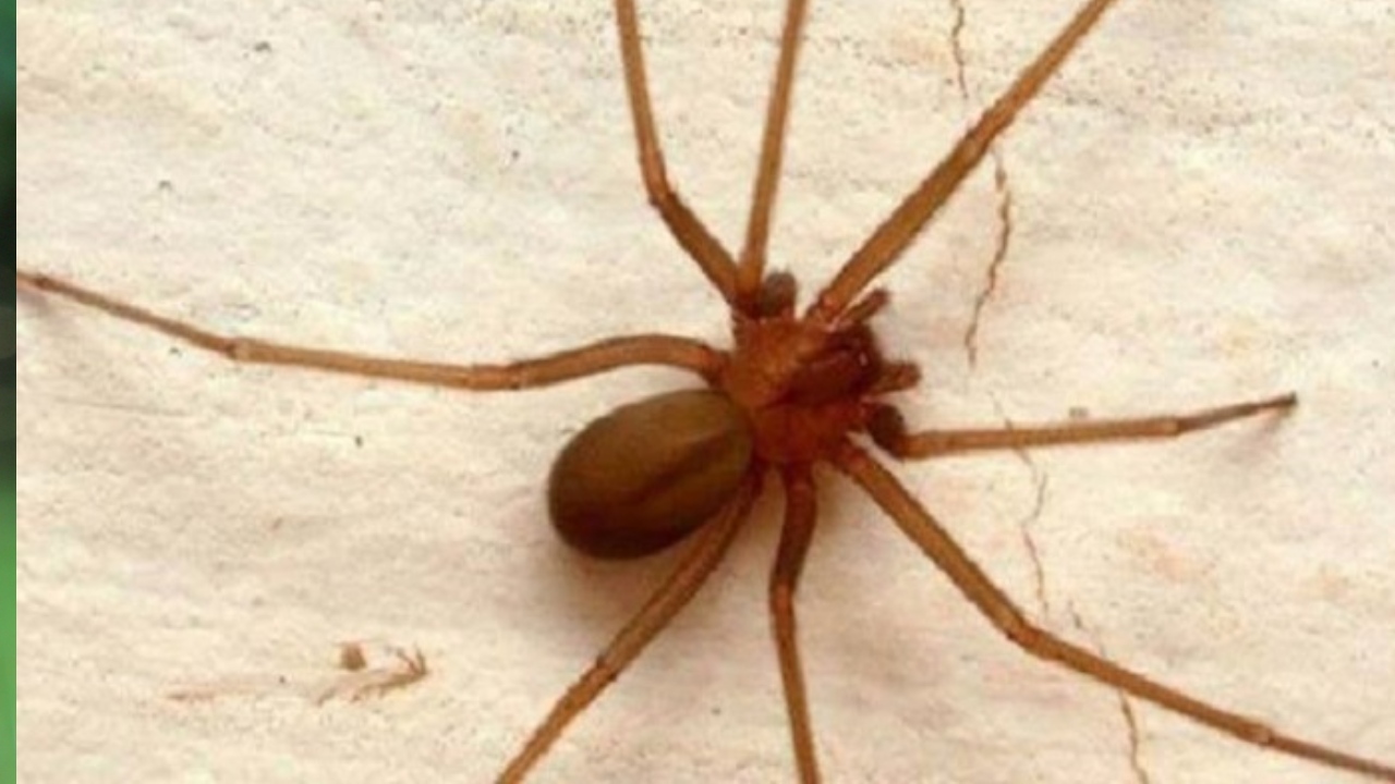 Loxósceles Tenochtitlán