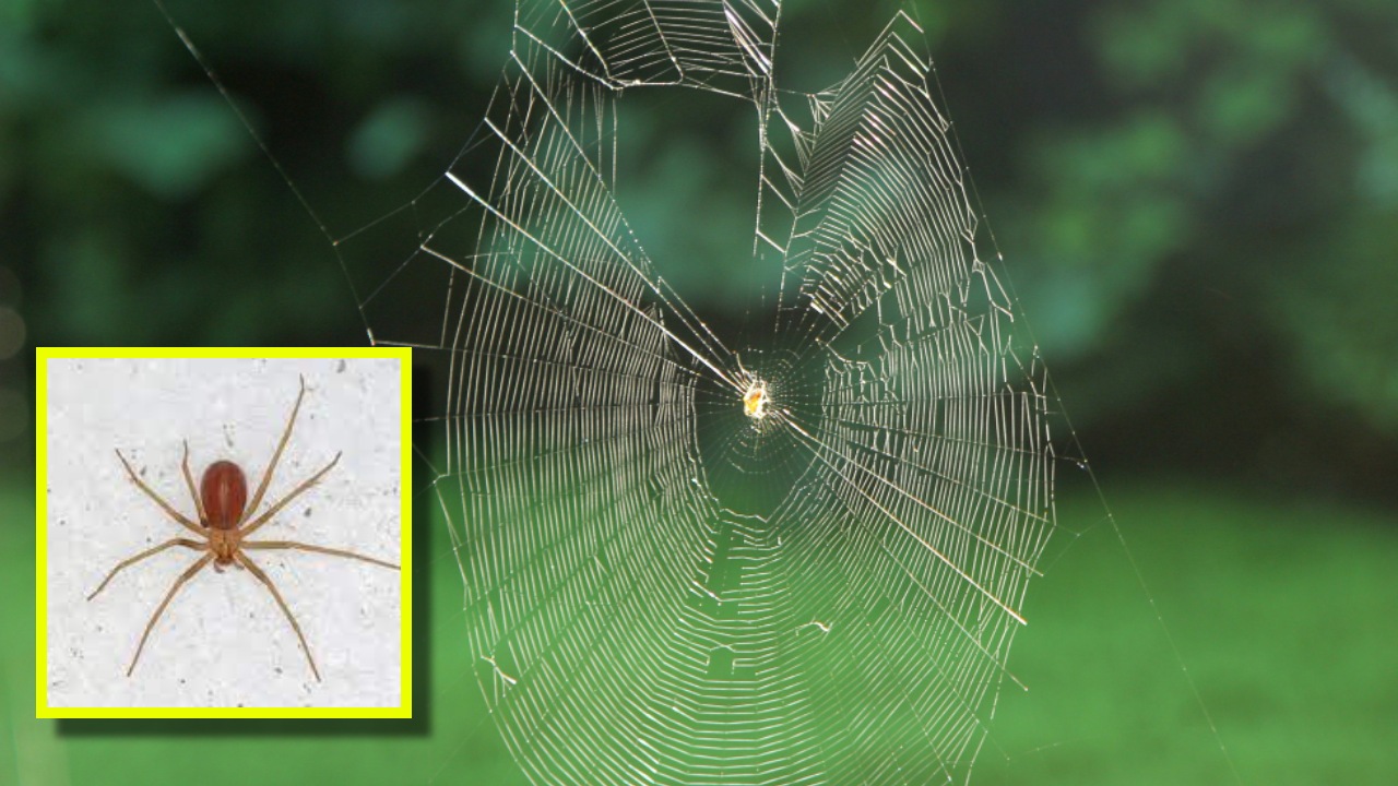 Repelentes naturales para ahuyentar a la araña violinista
