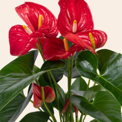 anturio florezca hermoso