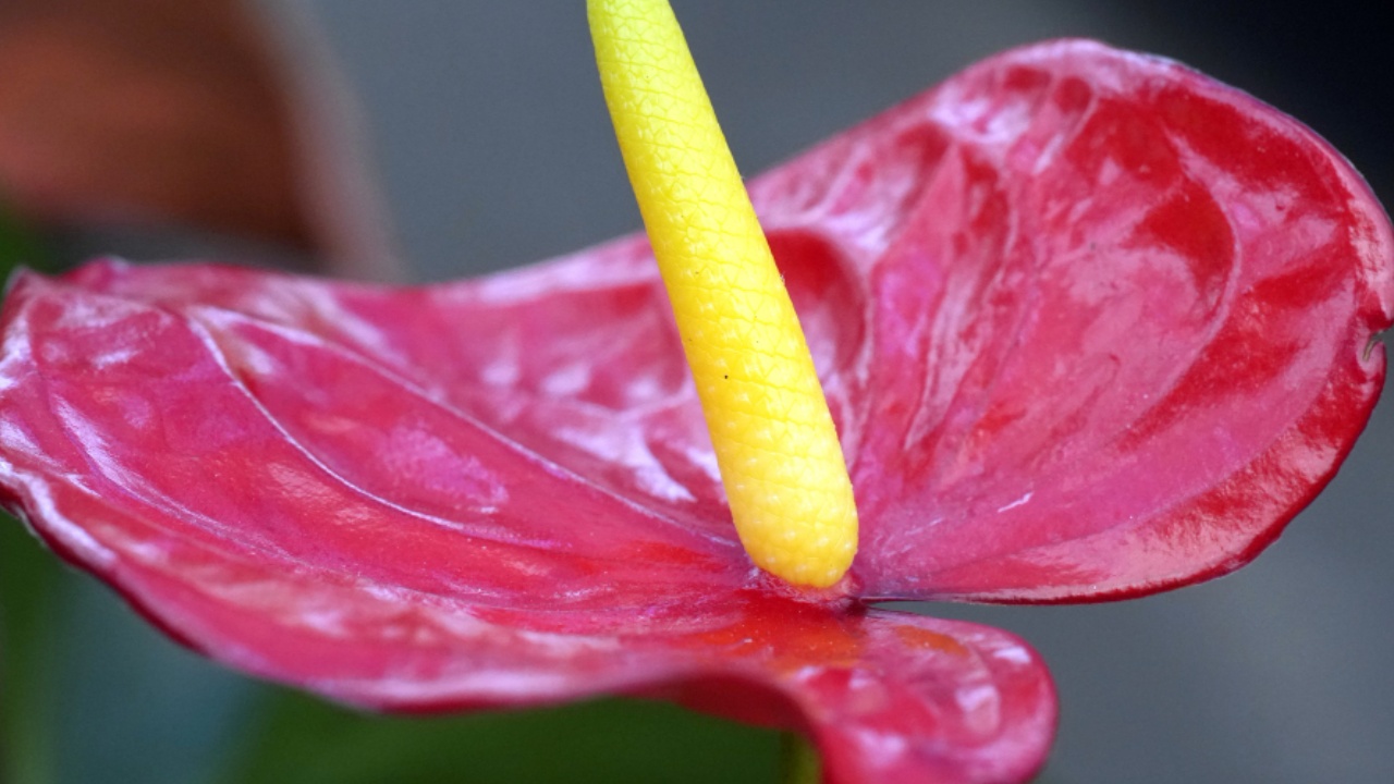 Anthurium andreanum