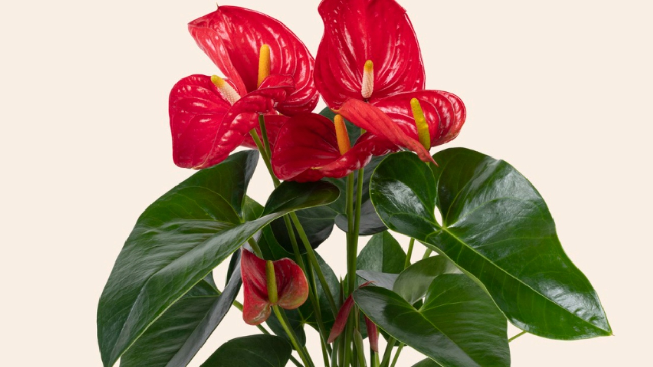 anturio florezca hermoso