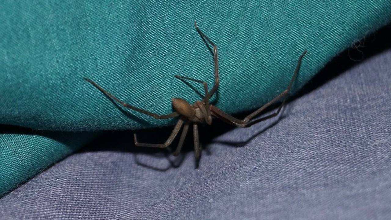 Araña violinista en casa