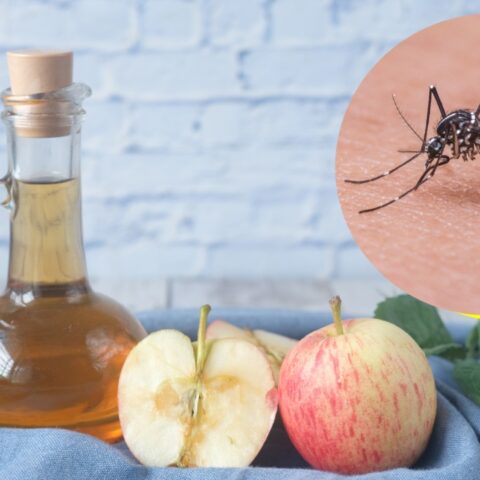 eliminar mosquitos con vinagre de manzana