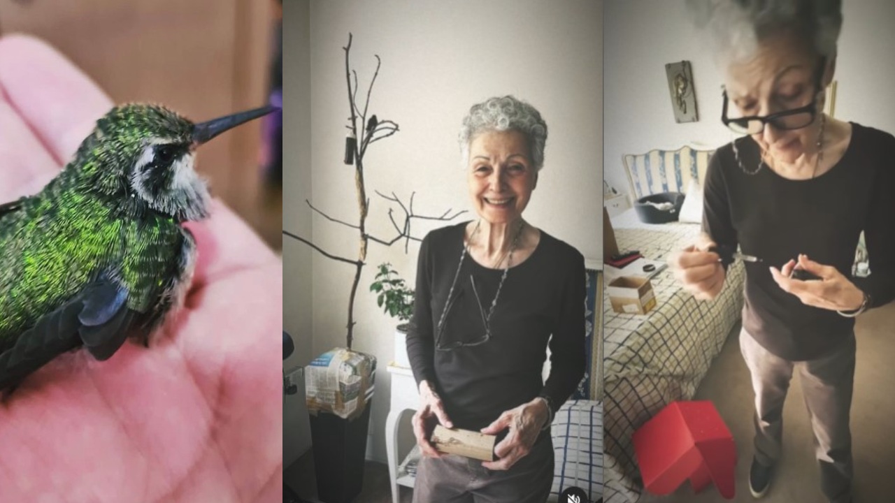 Catia, la rescatista de colibríes heridos y huérfanos