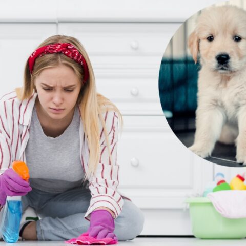 Cómo limpiar la orina de tu perro para eliminar olores